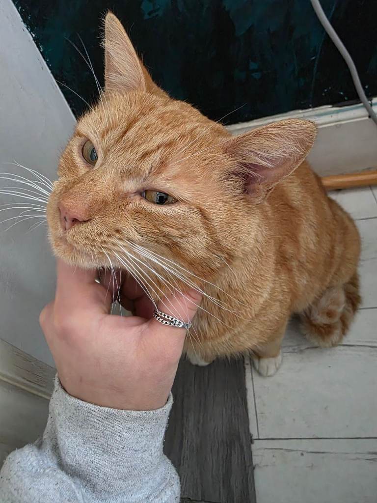 Bob is looking for his forever home