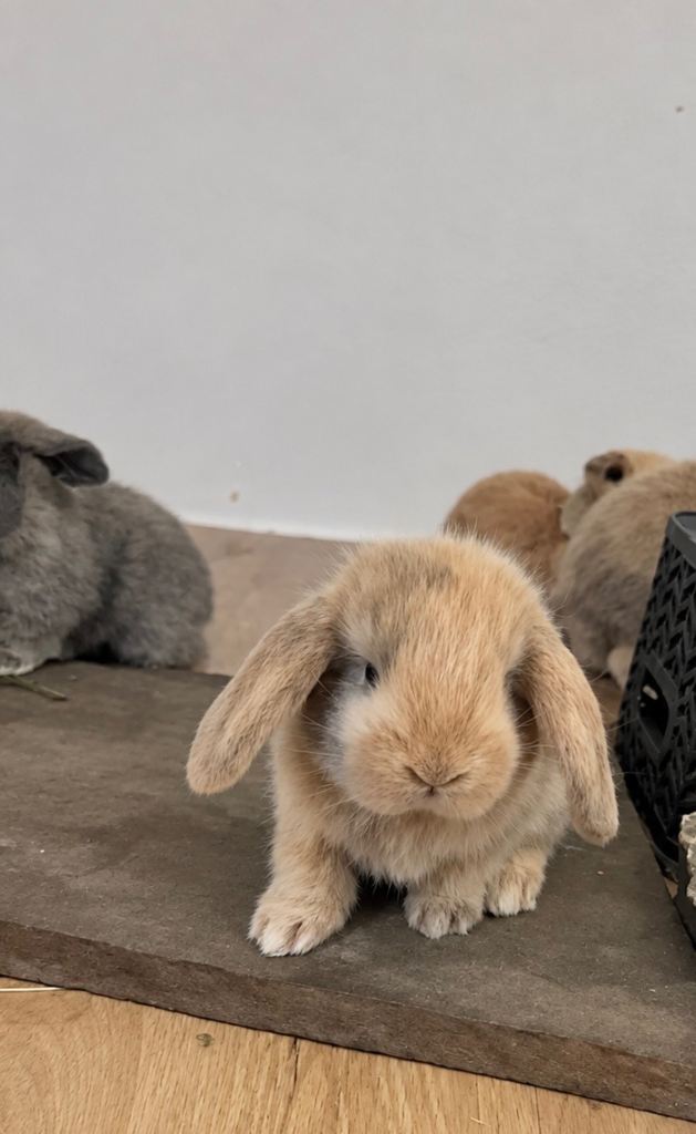 Wait List Now Open - French Lop Babies. 