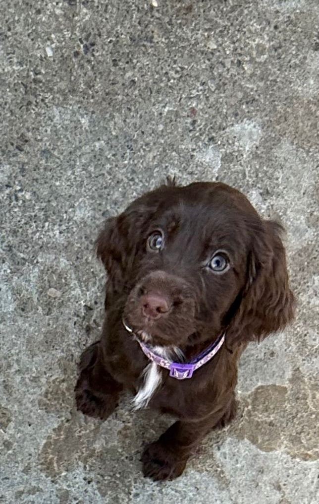 Sprocker Puppies (Still Available 26/03)