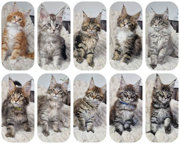 TICA registered maine coon kittens 