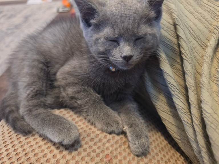 Ragdoll cross kitten