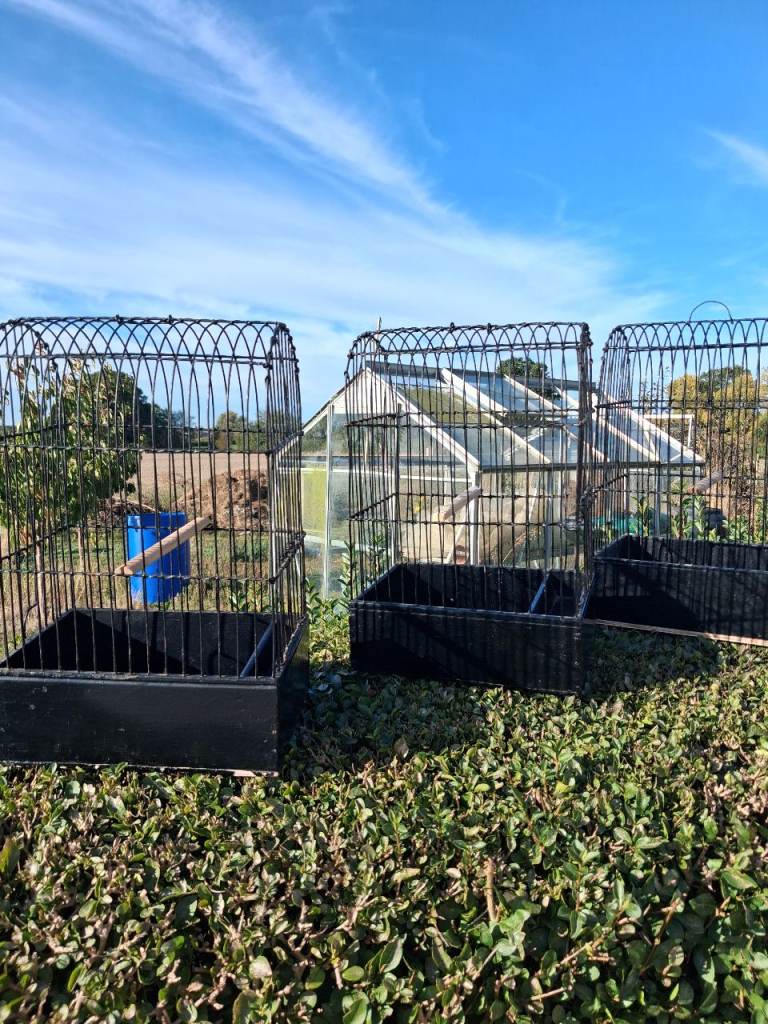 3 Yorkshire show cages used