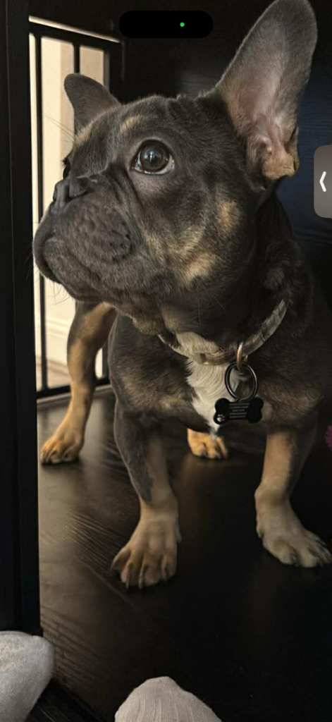 French bulldog 10 months old. 