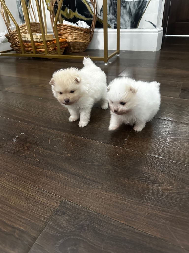 Pomeranian 