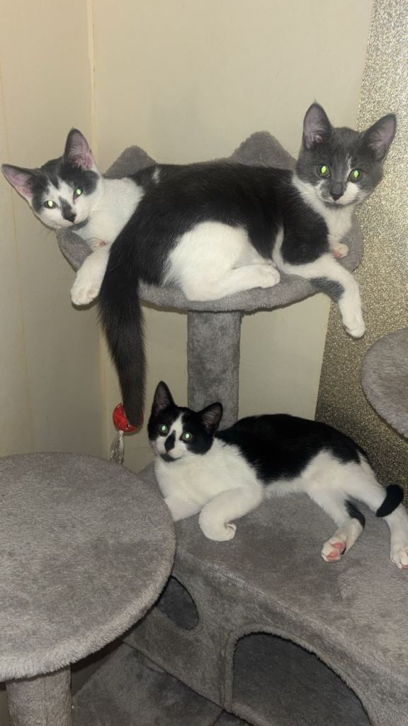 Litter Trained and loved kittens for sale