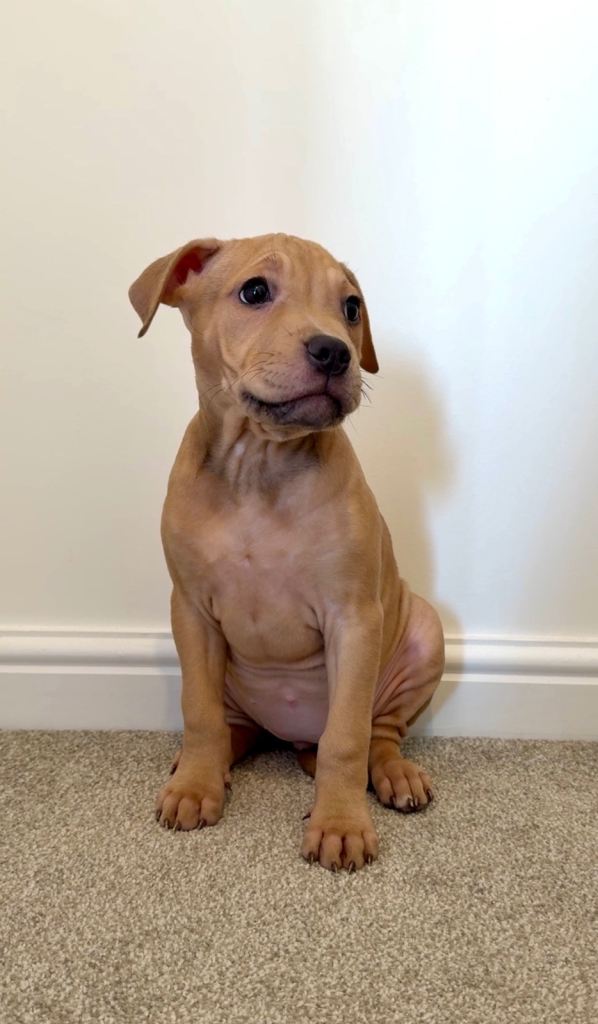 Bullmastiff cross bull terrier  