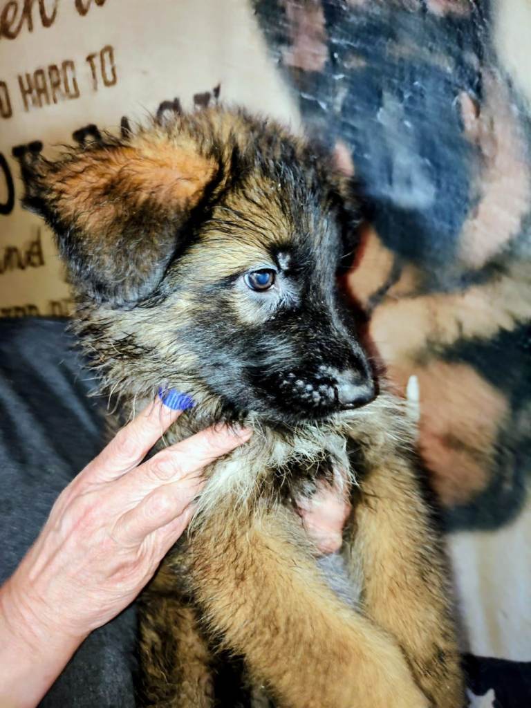 German Shepherd puppies