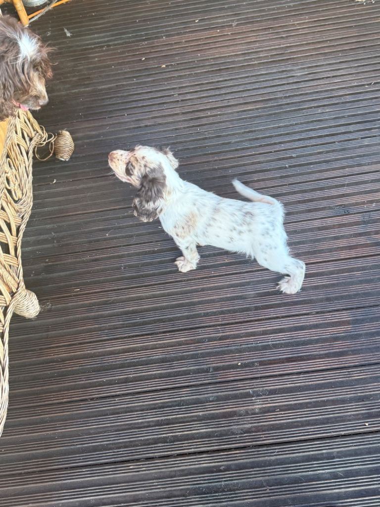 7 playful Coker spaniel pups 