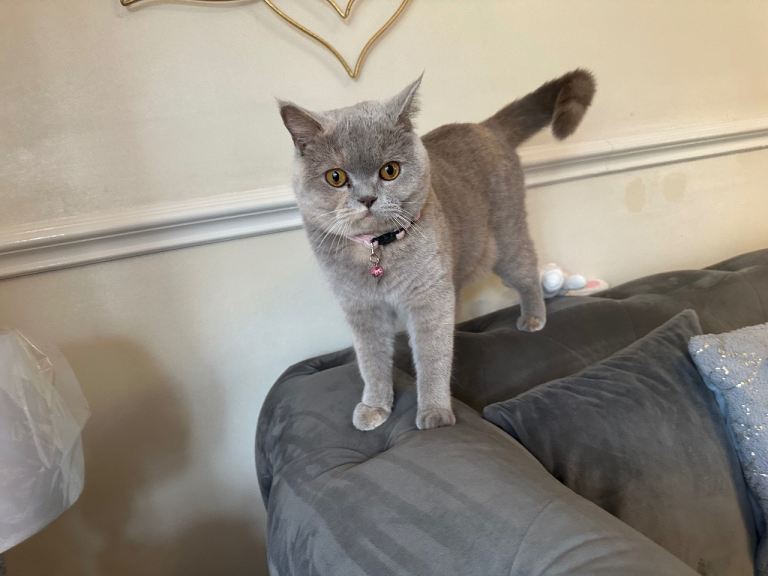 Gorgeous British shorthair cat
