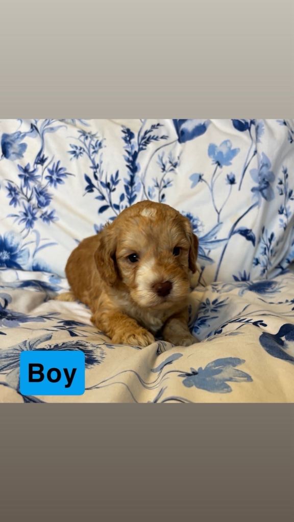 Cockapoo puppy boy | in Newmachar, Aberdeen | Gumtree