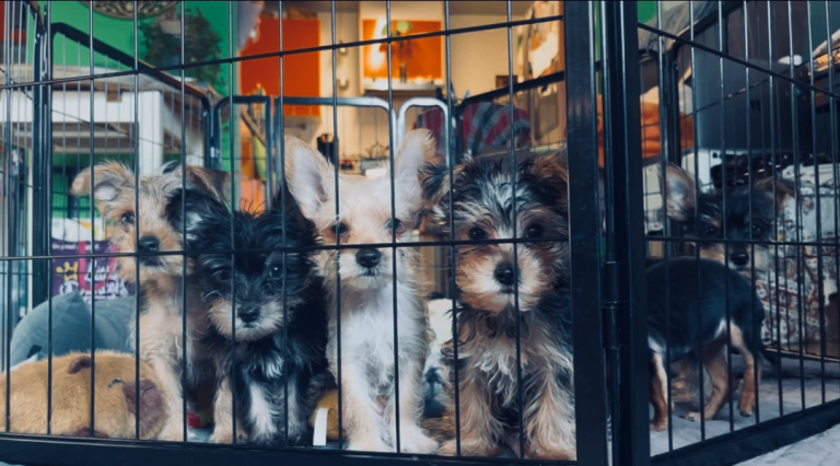 Pure Yorkshire Terrier Pups - READY NOW 🐾