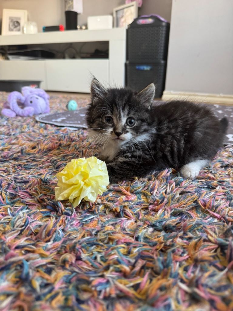 Beautiful tabby fluffy girl 