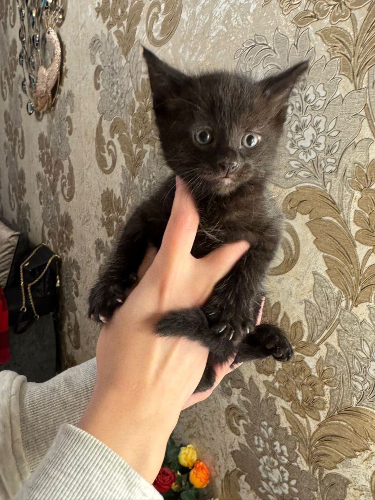 One black kitten available 