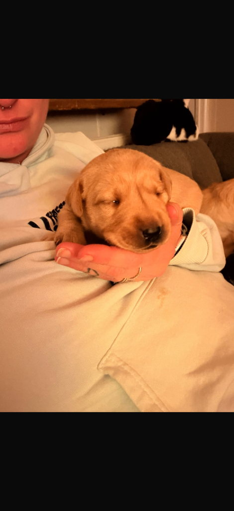 Labrador retriever puppies 