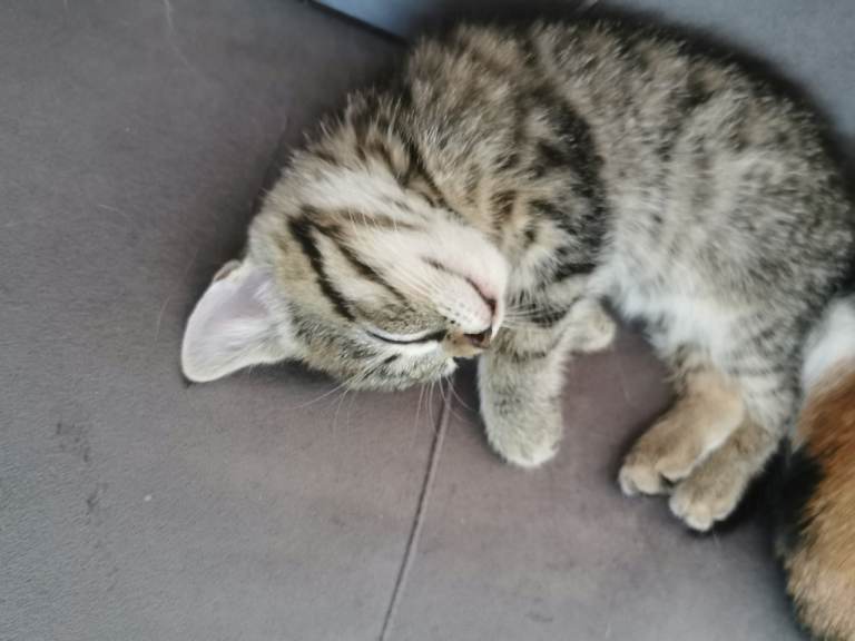 Kitten 