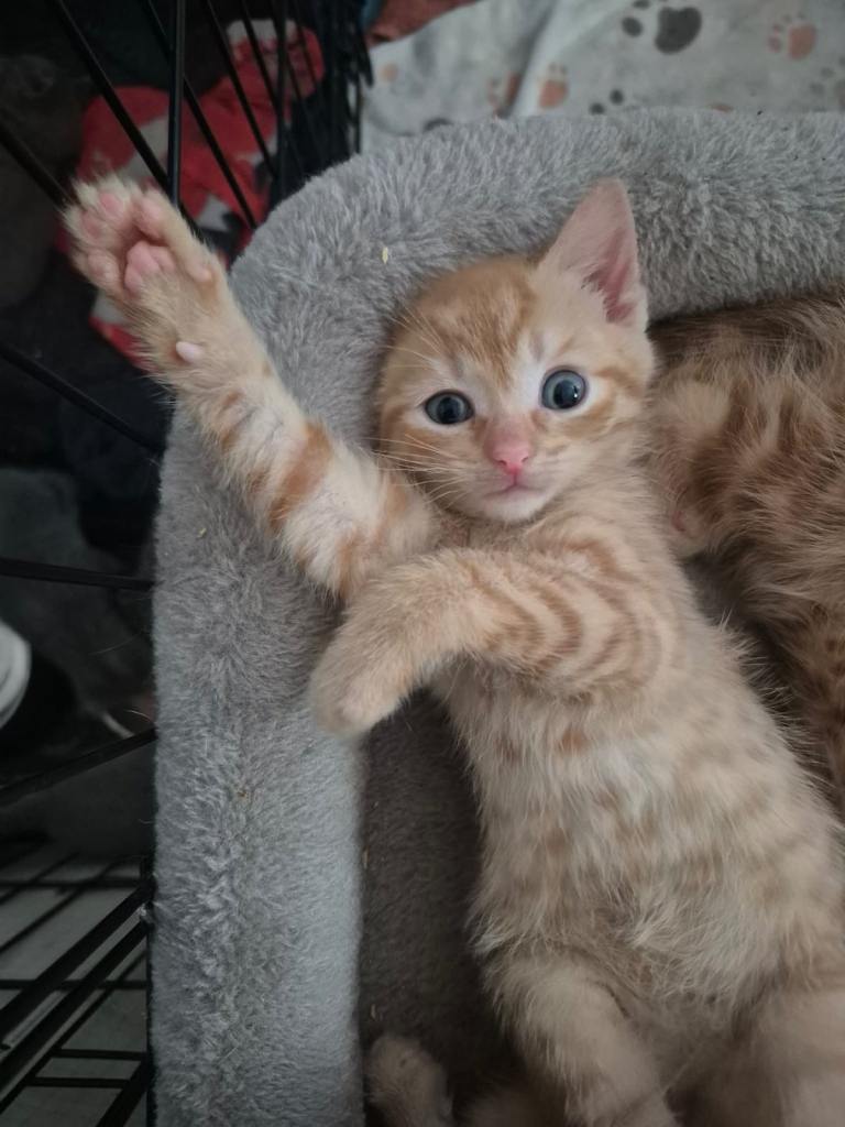 Ginger Kittens 1 Male left