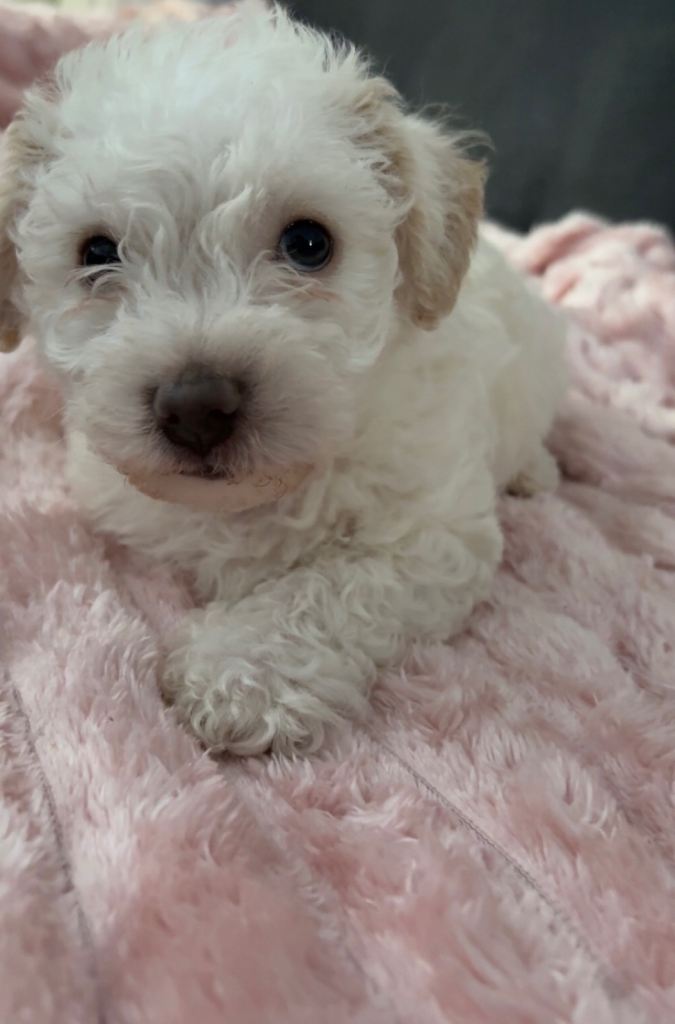 7 week old male puppy for sale. (Bichon frise)