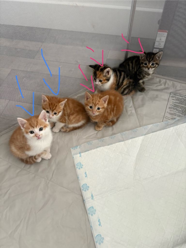Kittens for sale 