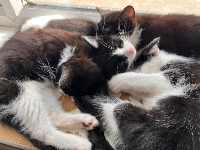 Super cute black and white kittens. Ready now