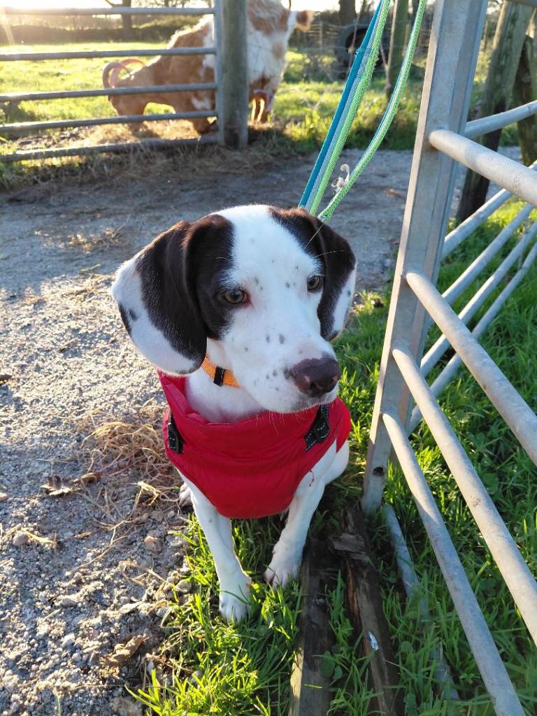 Sprocker X lab X Vizsla
