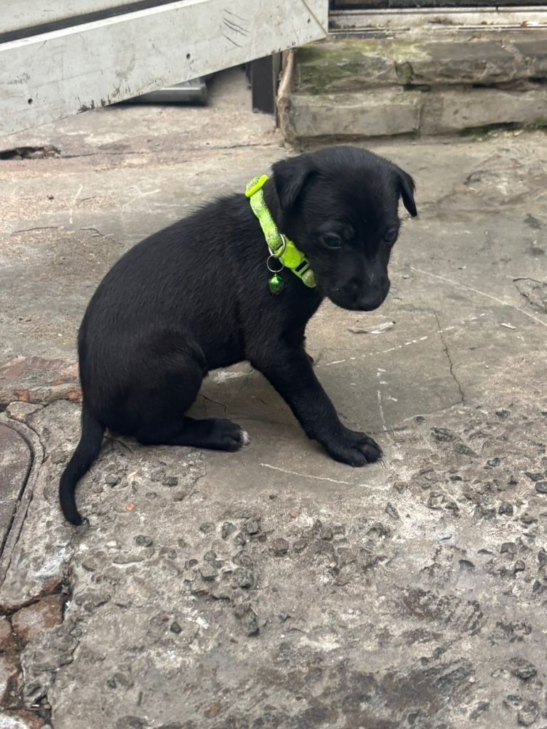 Lurcher puppies for sale 