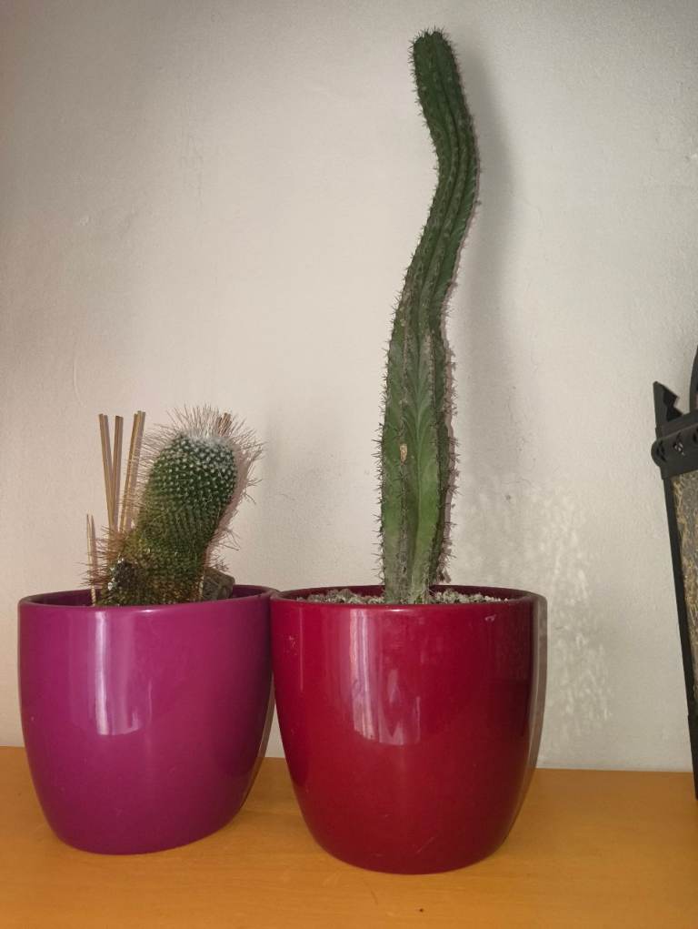 2 Catcuses / Cacti