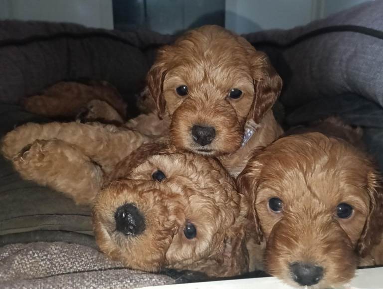 READY NOW - Gorgeous teddy bear F1b Miniature Cockapoo Puppies 