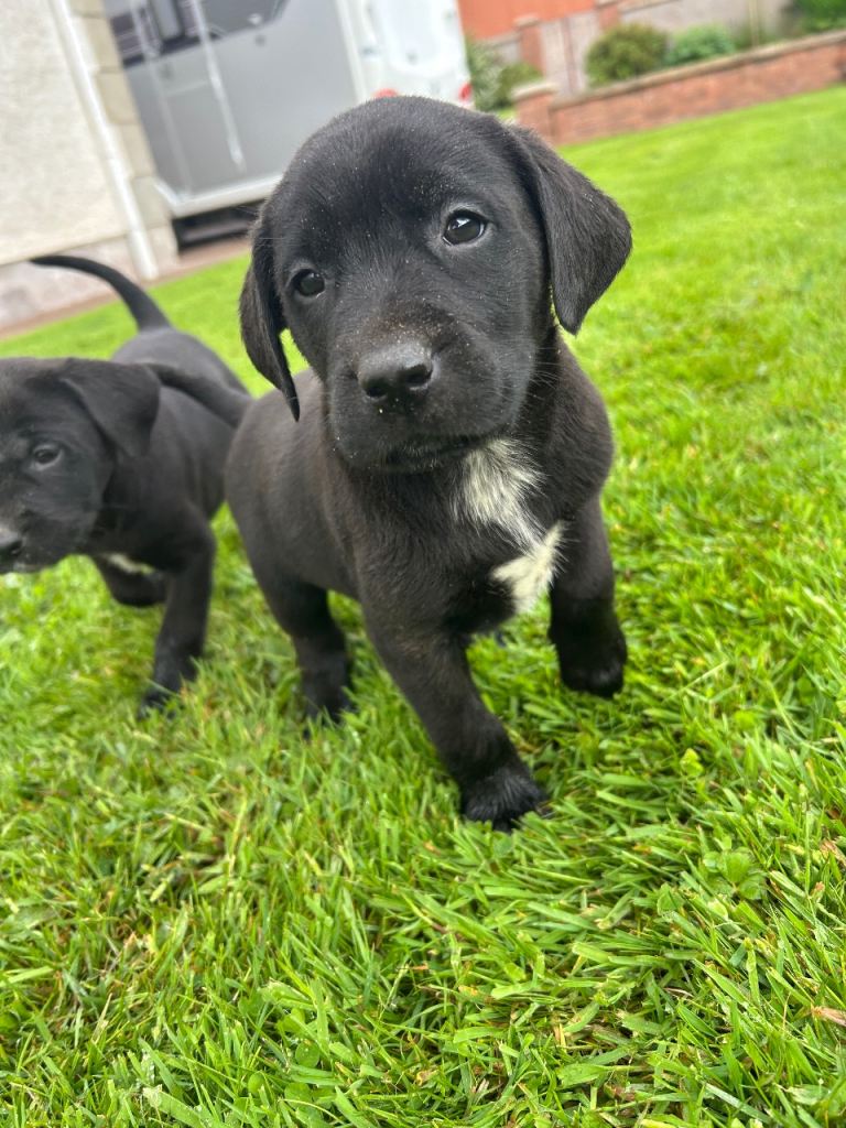 Dalmatian x Labrador pups 