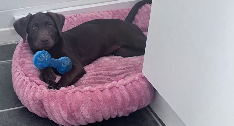 Kc chocolate female lab 