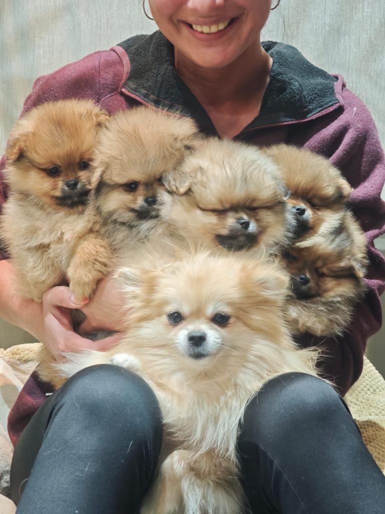 KC registered Real Pomeranian for sale 