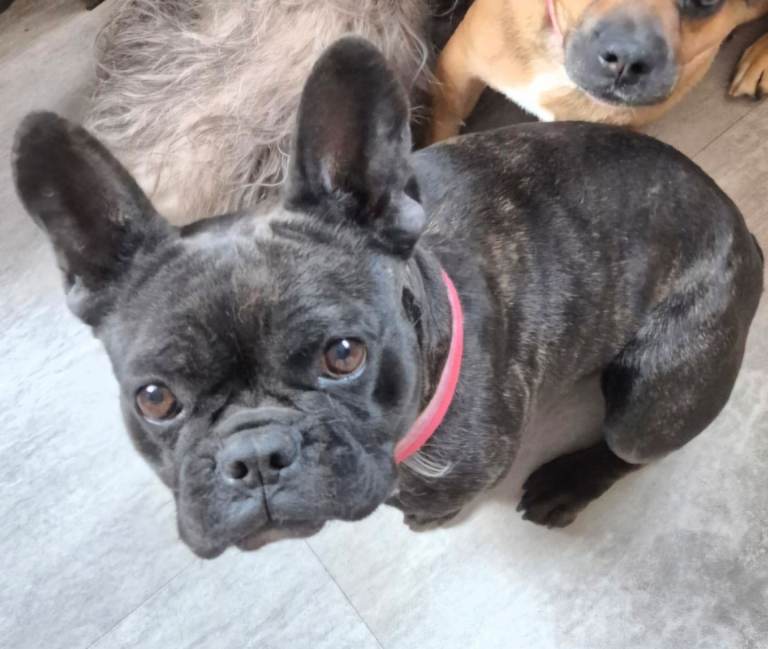 3 year old female french bulldog 