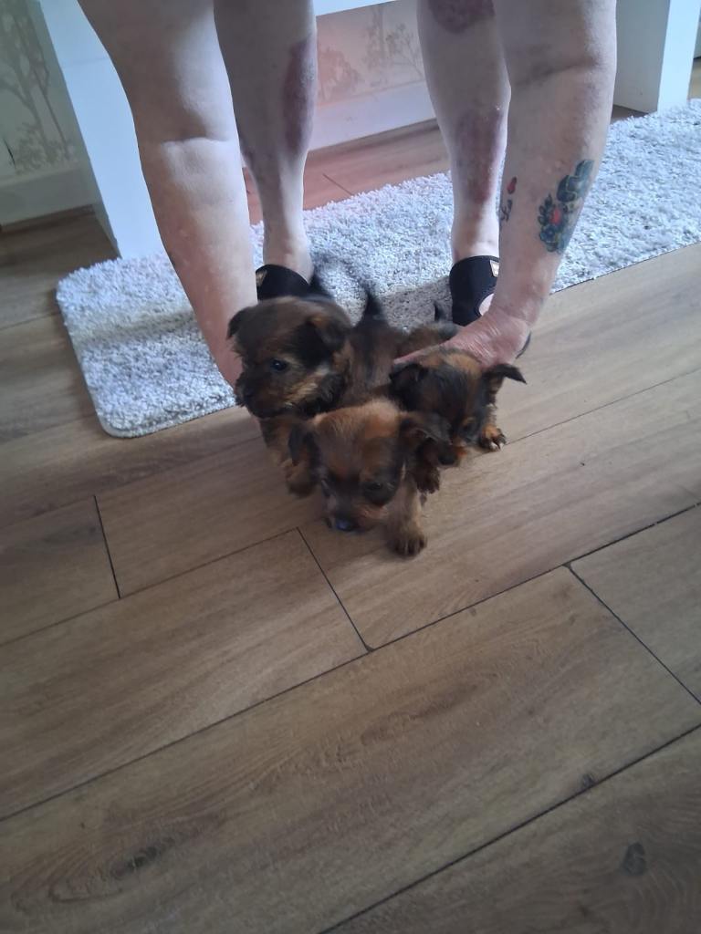 Jorkie (miniature jack russel x Yorkshire terrier)