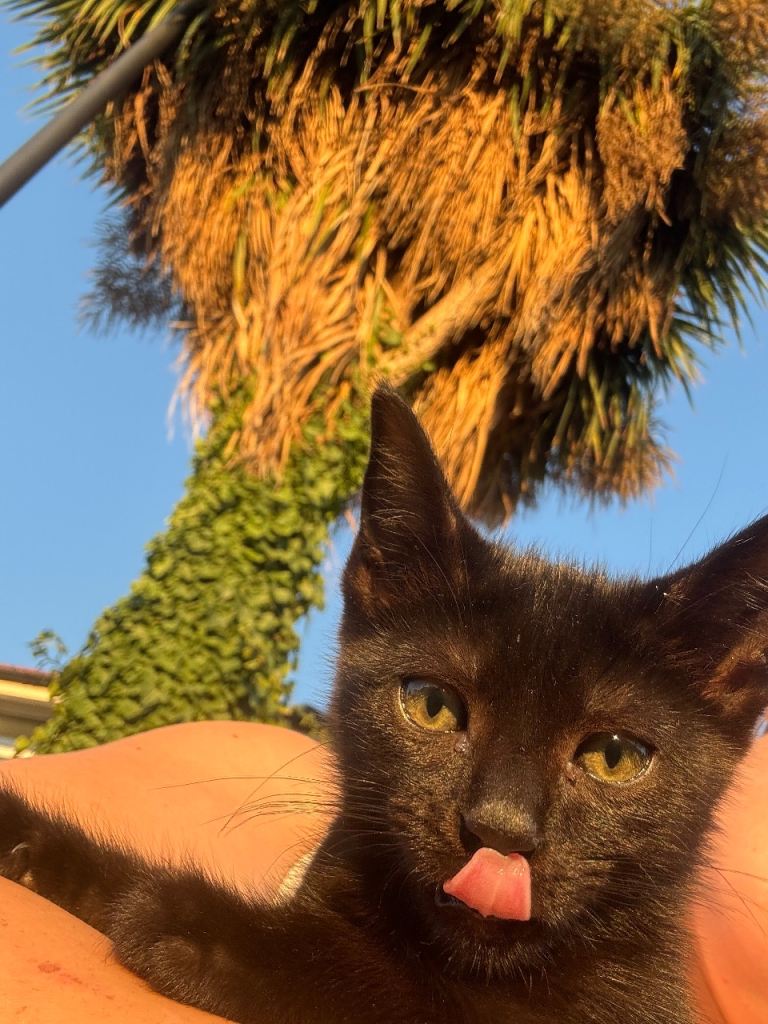 Two kittens- don’t want to separate them