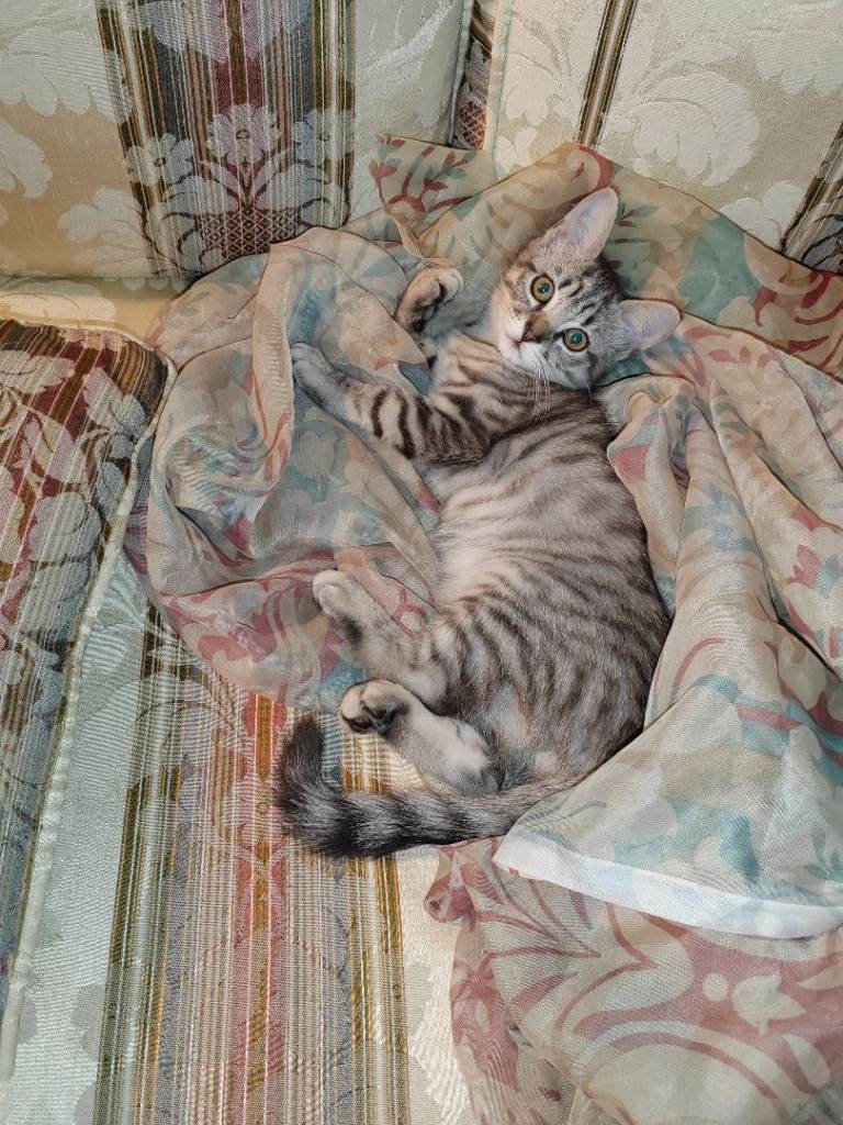 Beautiful kitten for sale