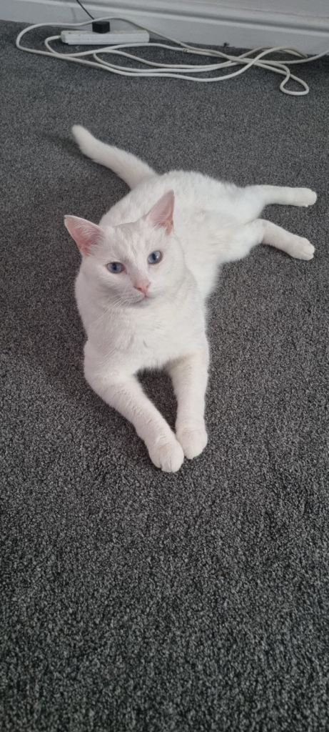 white cat domestic short hair - 4 year old 