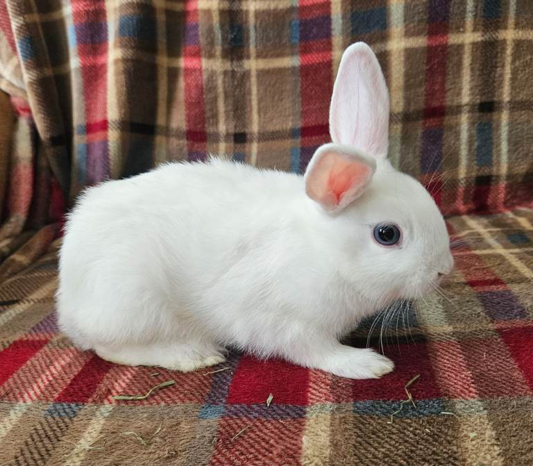 Beautiful netherland dwarf cross single mane lionheads 