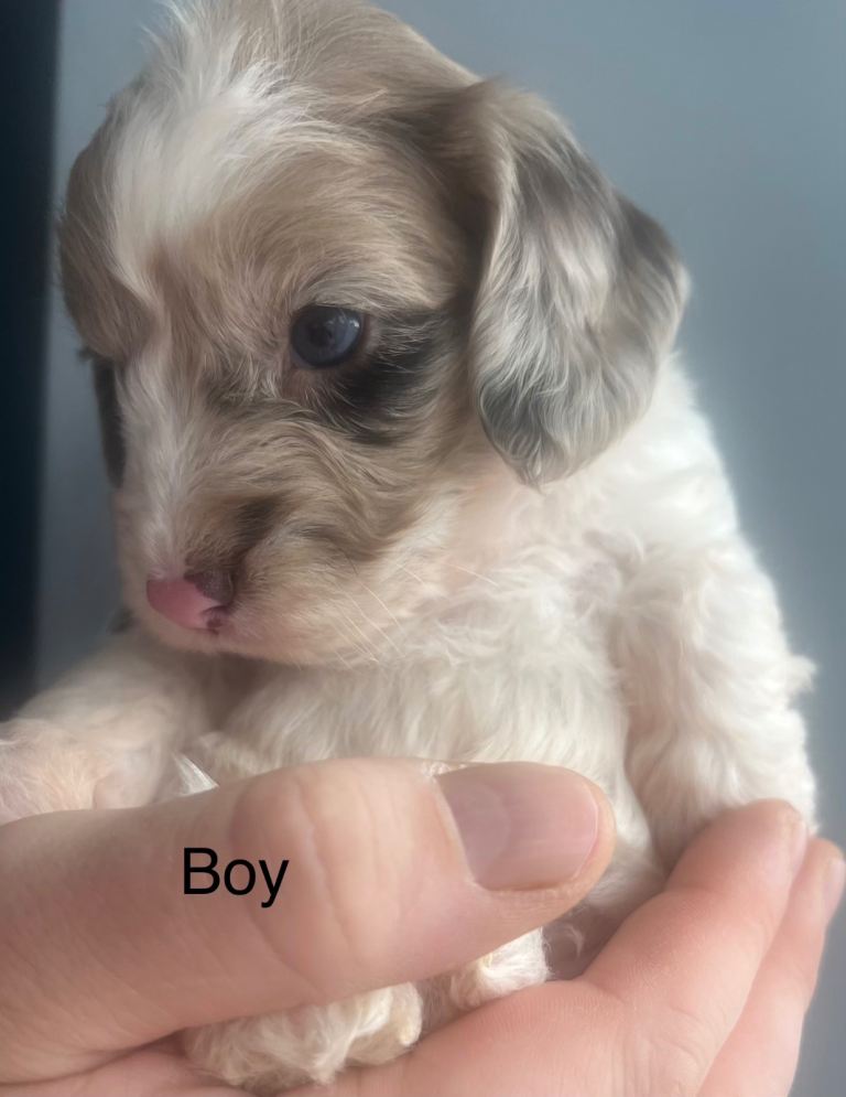  💕Sprockerpoo pups💕puppies💕