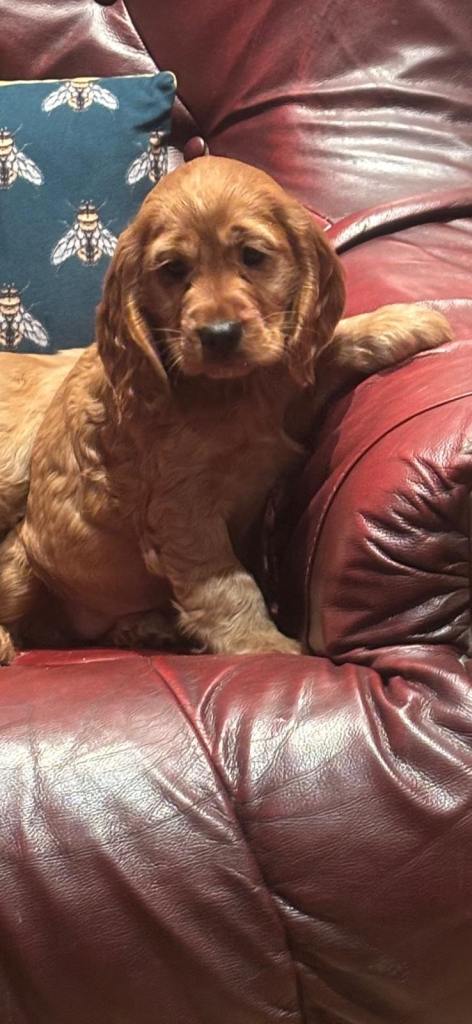 Cocker spaniel pups 