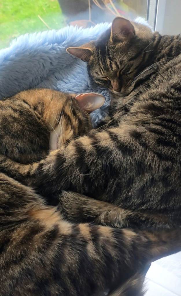 Two beautiful 3 years old sisters cats