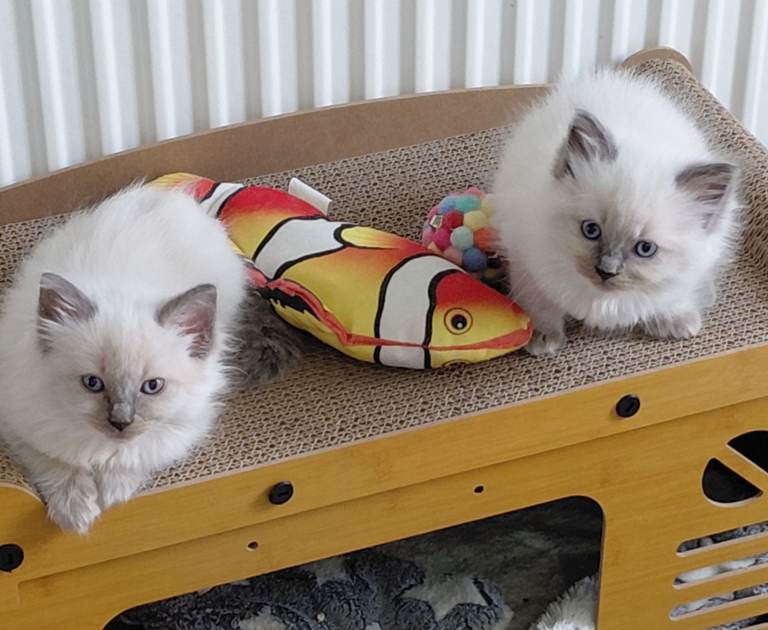 2 girls one boy ragdolls 
