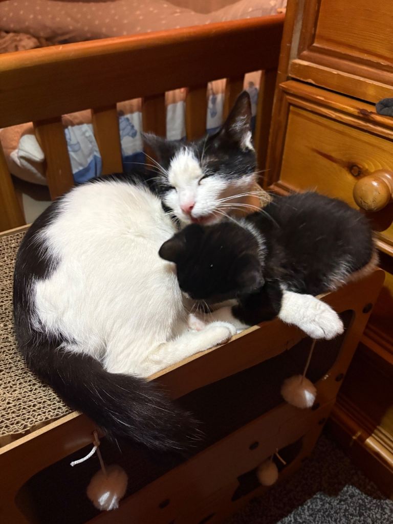 Adorable Black-and-White Kitten with Heart-Shaped Mark Ready for His New Home from 15/12/25 