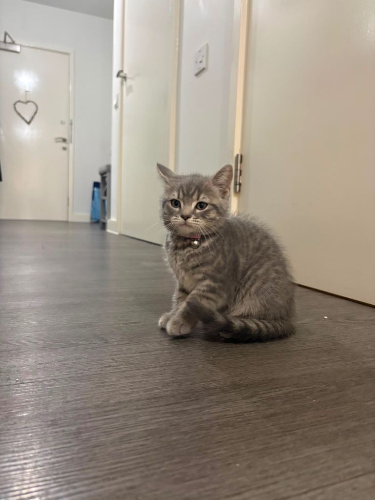 Adorable British Shorthair kittens for sale! 🐾