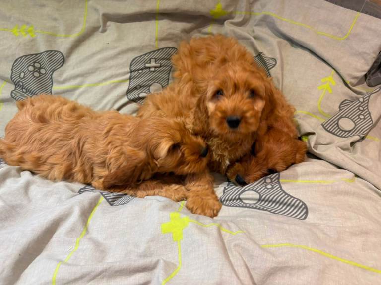Cockapoo puppies 