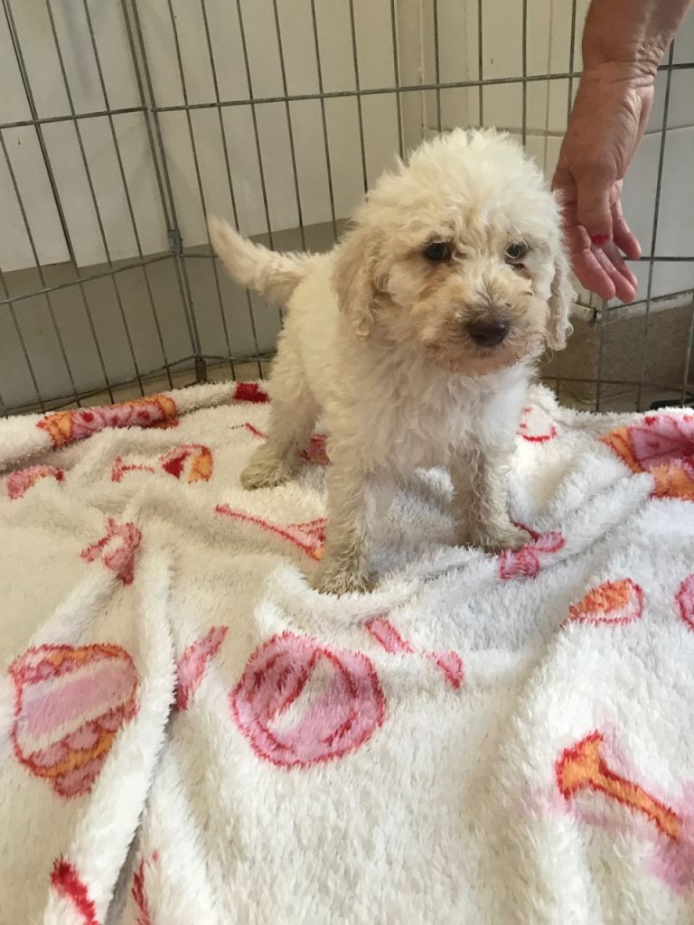Beautiful bellington x poodle puppies for sale 