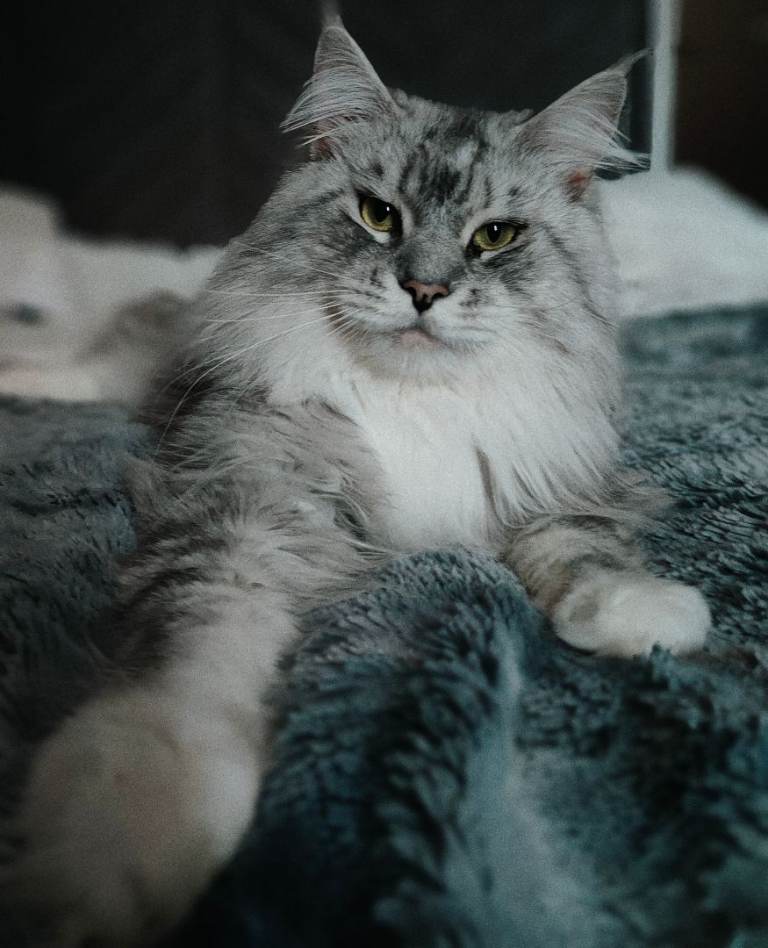 European Maine Coon Cat