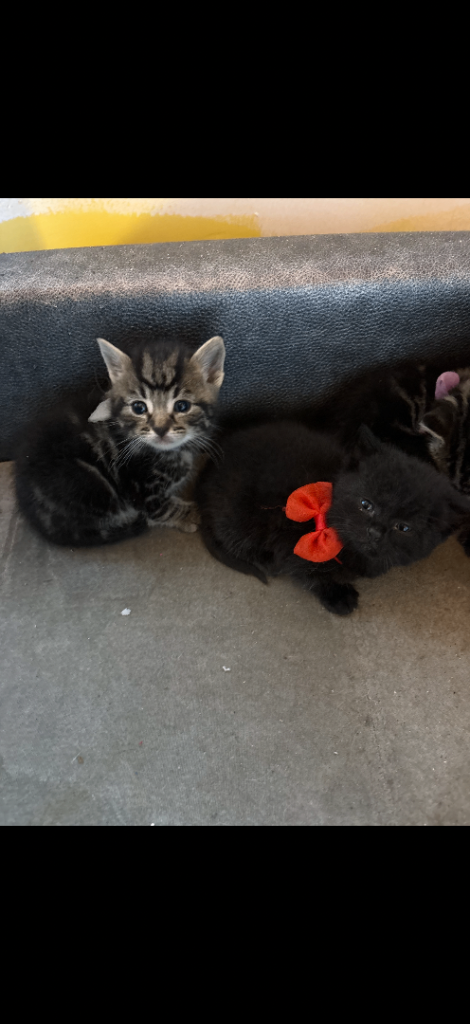 6 kittens for sale 