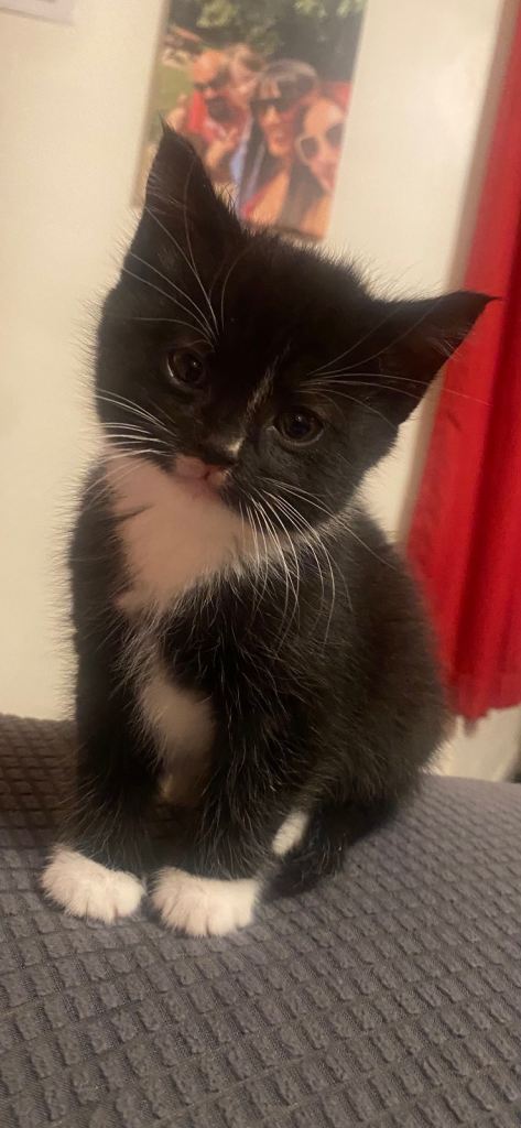  2 black & white kittens 