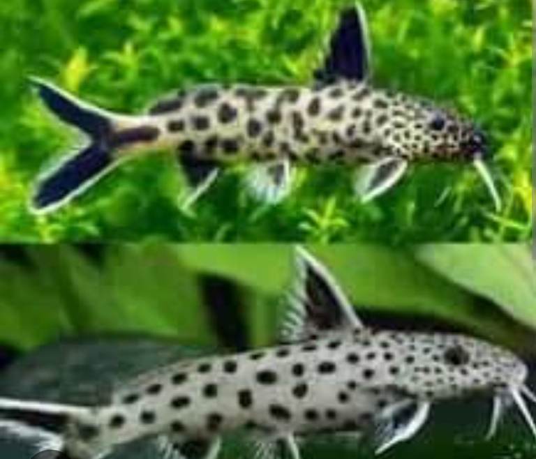 3  synodontis  petricola catfish 