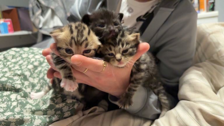 Kittens for sale