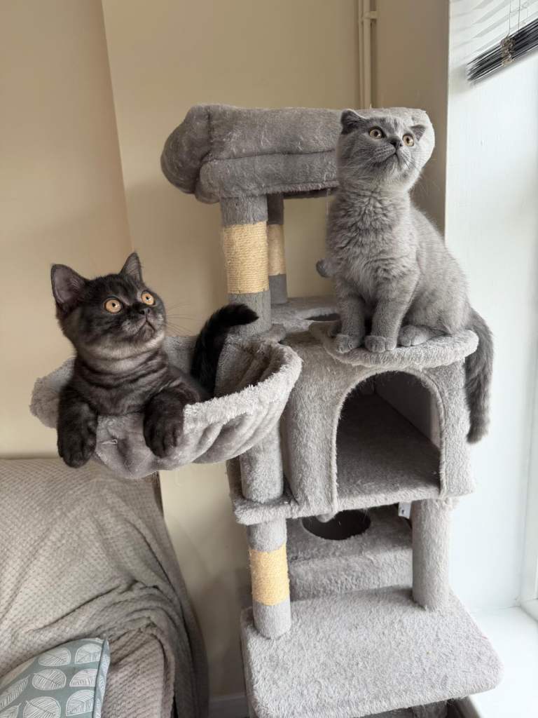 Gorgeous British Shorthair kittens😻